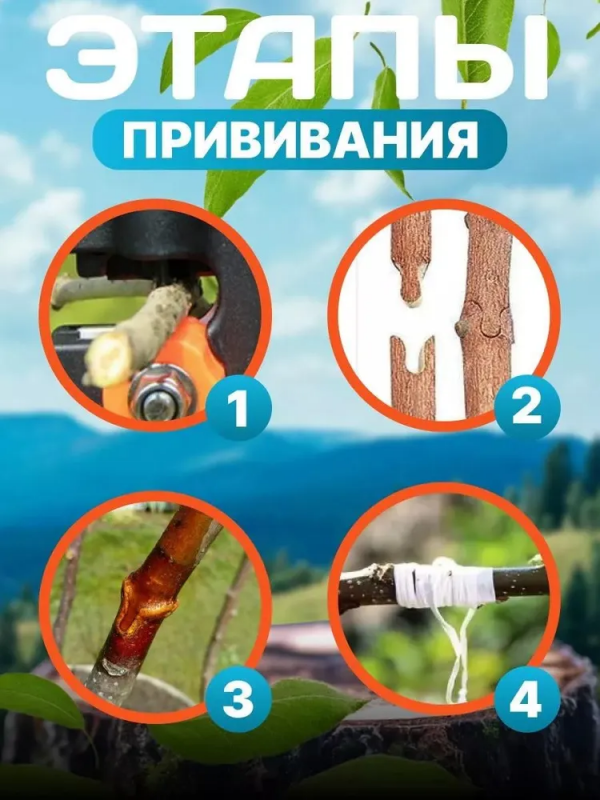 Прививочный секатор ZEBRA; 3 ножа